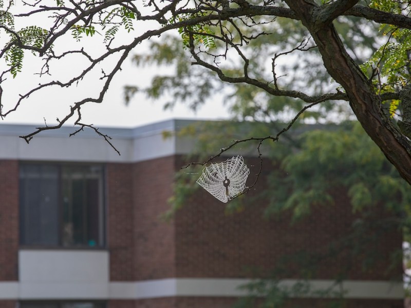 Thinner than hair, stronger than steel — and able to hear? How spider silk research led to a new kind of&nbsp;microphone